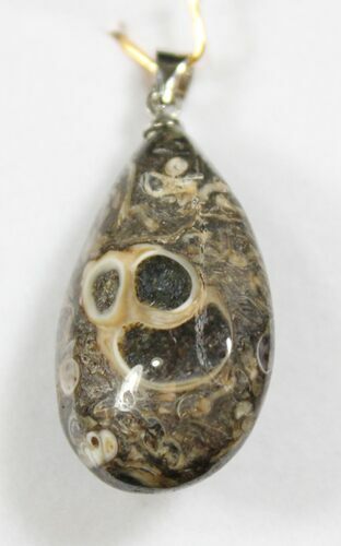 Teardrop Shaped Fossil Turritella (Gastropod) Pendant #26901